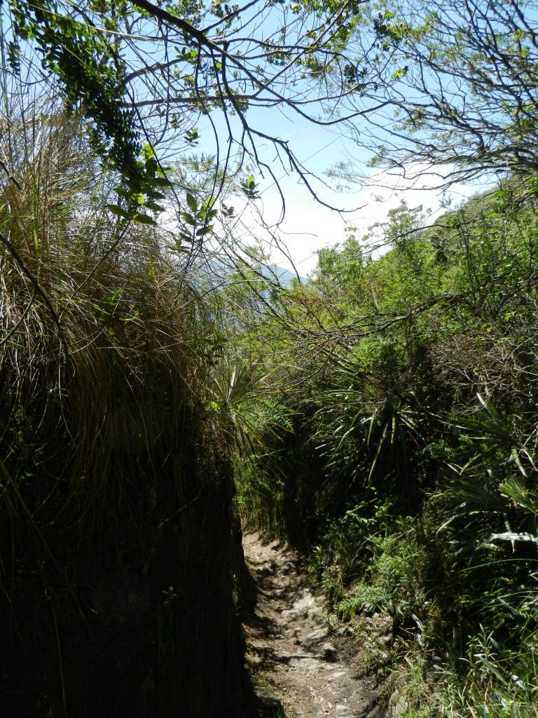 Der etwas verwilderte Weg, aber schön viel Schatten