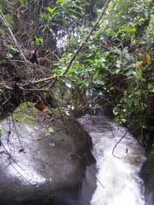 Der Bach verschwindet hinter Pflanzen in Richtung Abgrund