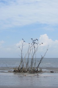 die Konkurrenz der Möwen - die Kontur dieser Vögel ist der von Fledermäusen ähnlich